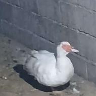 اردک خارجی یک عدد نر دو عدد ماده قیمت مناسب