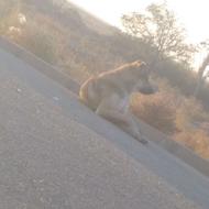 واگذاری سگ گله بسیار خوب