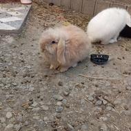 خرگوش لوپ نر و ماده باهم نژاد تک رگ