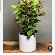 فروش انواع گل