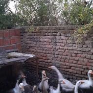 غاز فروشی بالغ