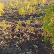 بچه (ترش) یا سماق