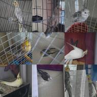 فروش عروس هلندی