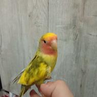 کوتوله اهلی