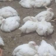 مرغ گوشتی ارگانیک