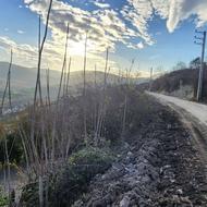 معاوضه 700 متر زمین واقع در امره ساری