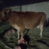 گاوجرسی درجه یک