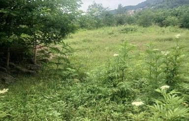 تنکابن زمین مناسب گلخانه.دامداری.کشاورزی