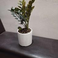 گل زامیفولیا بلک با گلدان سرامیکی