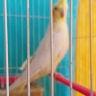 عروس هلندی جفت