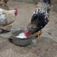 خروس محلی مناسب بای قربانی