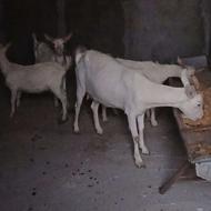 بز آبستن سانن 2ماهه