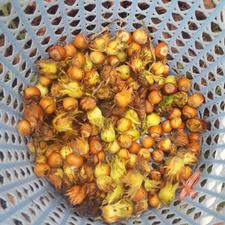 فروش باغ فندق