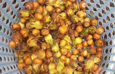 فروش باغ فندق