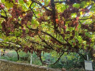 باغ ویلا به متراژ حدود 900 متر آب و برق و گاز سند دار