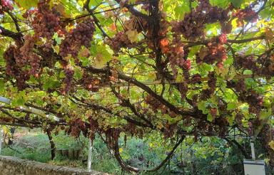 باغ ویلا به متراژ حدود 900 متر آب و برق و گاز سند دار