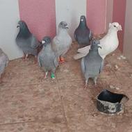 چهار جفت کبوتر نر و ماده الماسی