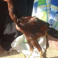 لاری برزیلی