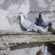 پرشی قزوینی