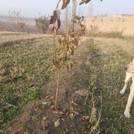 فروش 150 نهال البالوی درجه یک ضمانتی