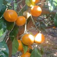 نارنگی محلی