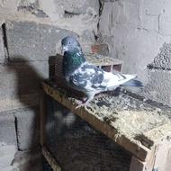 پاکستانی ماده