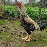 خروس لاری صابونی