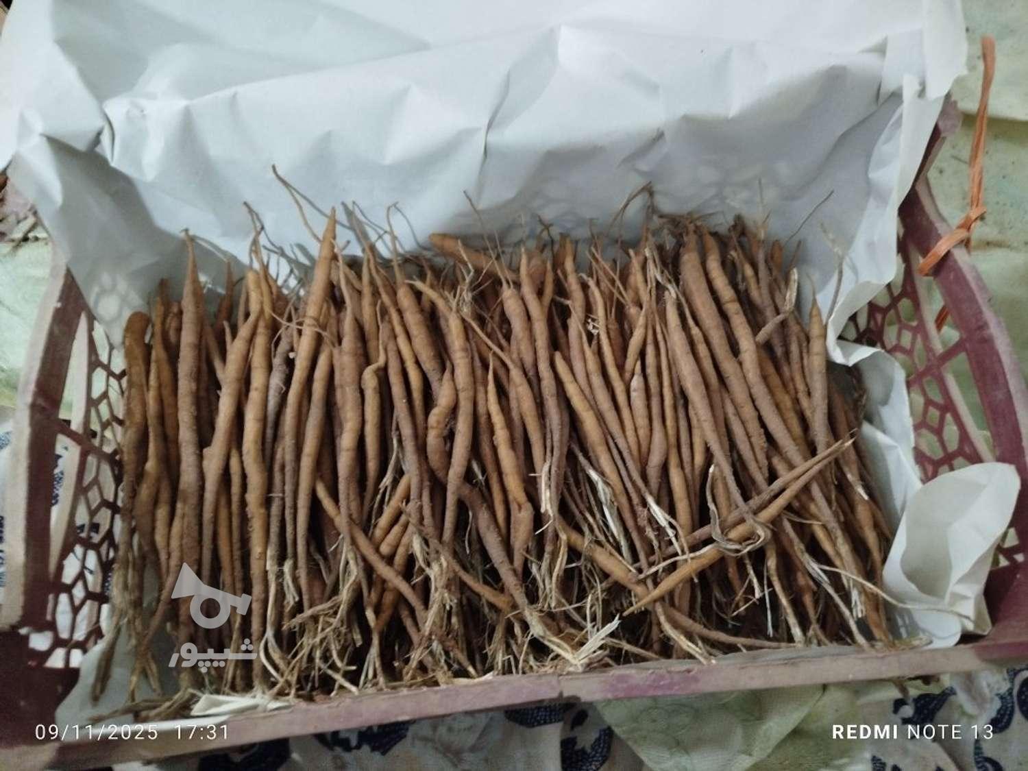 آنغوزه بزر و نشاع درجه یک انغوزه آسافتیدا