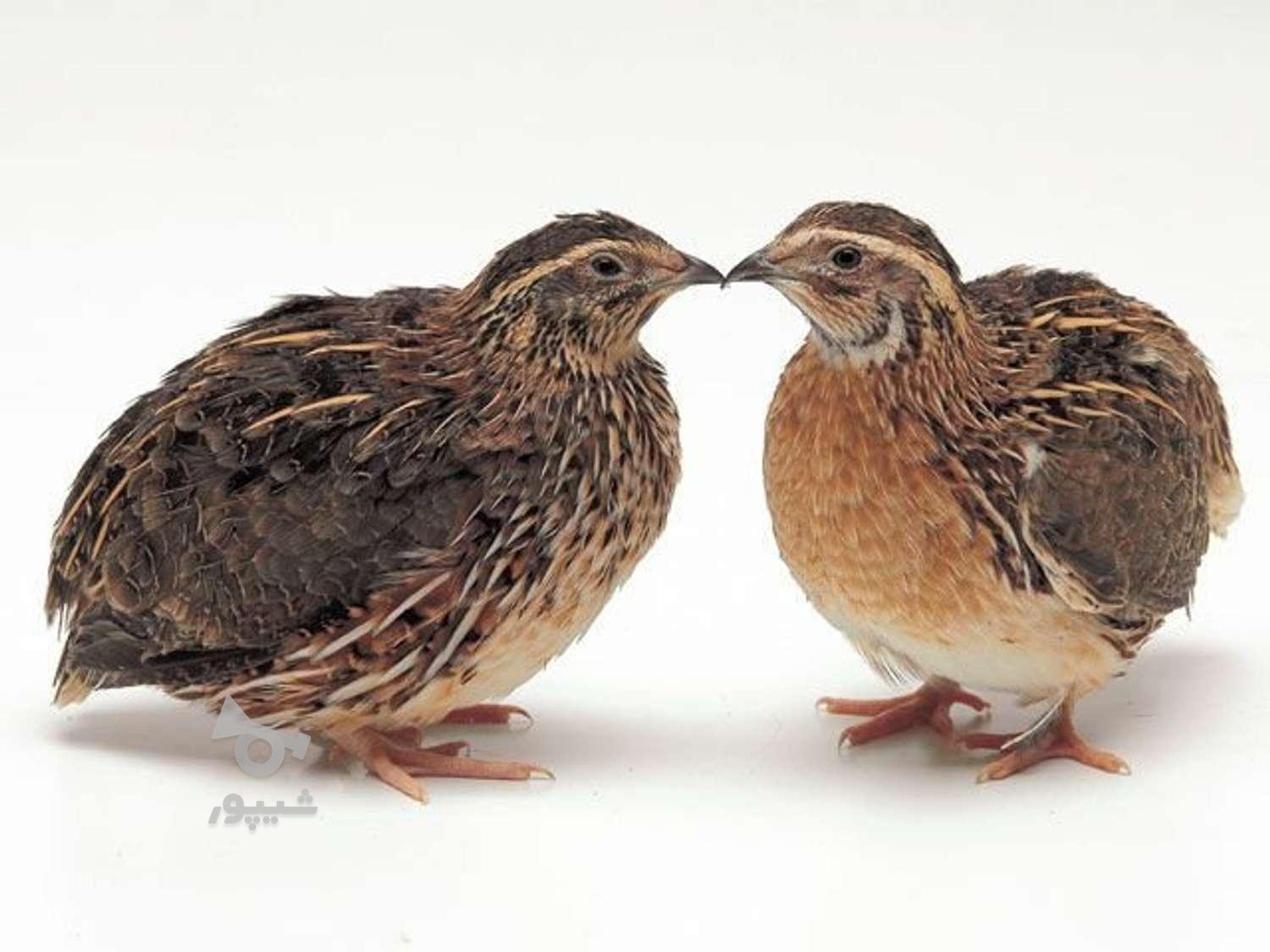 فروش بلدرچین اورگانیک