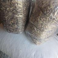 پخش حبوبات باقلا تخمه