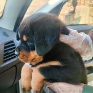 یک قلاده توله ی سگ روتوایلر اصیل ماده