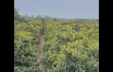 730 متر تامسون معاوضه با ماشین دارد