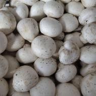 قارچ دکمه ای