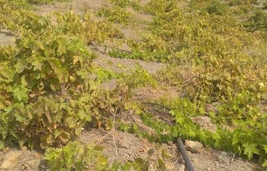 باغ انگوروبادام با دوساعت اب