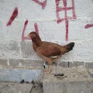 مرغ خروس محلی چاه قائدی وحیدکشتکار