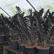 کارگر گلخانه رشت شهرک گلخانه ای