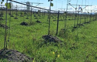 باغ کیوی5370متر