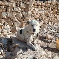 سگ نگهبان بسیار باهوش و تمیز واگذاری