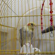 عروس هلندی فول اهلی