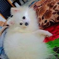 سگ پامرگمشده