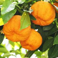 نارنج سر درخت