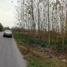 فروش زمین باغی 1200 متر در علی اباد