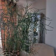 افوربیا تیروکالی یا مدادی