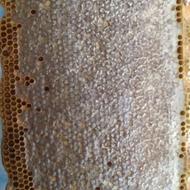 عسل طبیعی هشترود