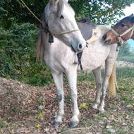 اسب کرد مادیان سن 9