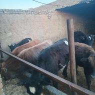 گوساله ماده و نر