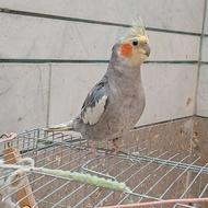 یه عدد عروس هلندی نر دستی