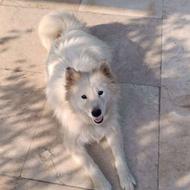 سگ ماده گم شده بابل