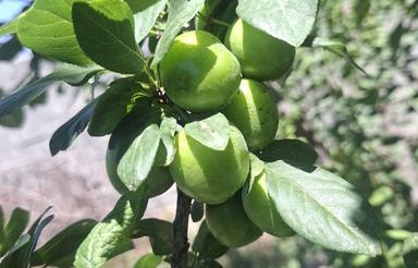 باغ باغچه معاوضه با خودرو