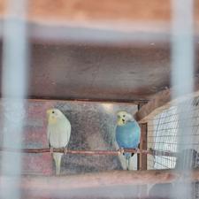 فروش دو جفت مرغ عشق بالغ و سالم